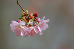 Blüten Nahaufnahme im Detail / Kirschbaumblüte im Detail
