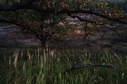 Дубы в траве у Аксиньино осенью 2015 / Дубы в траве у Аксиньино осенью 2015