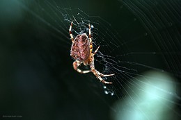 &nbsp; / Macro shoot with Canon 350D + Tamron 28-300