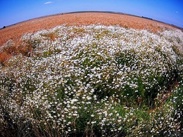 Wild Flower Field of Dreams / Лето в Болгарии (эксперимент)