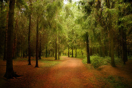 Прогулки в парке / городском