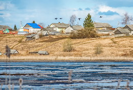 Навстречу весне. / Вологодская область. Бедные лебеди ранновато прилетели в этом году, мерзнут, пережидая непогоду. Но тепло вот-вот и транзитные пассажиры отправятся дальше к месту назначения.