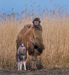Верблюжонок с мамой, или семейный портрет / Верблюжонок с мамой, или семейный портрет.
Лиманский район, Астраханская область. 
29 апреля, 2017 года.
Верблюжонку, примерно, 3-5 дней от рождения.