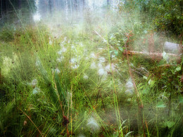 Паутина в тумане,а может туман в паутине.... / В лесу