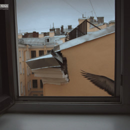 незванный гость / про голубей у моего окна