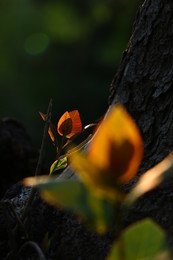 Майские свечи. / Природа.