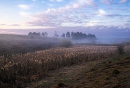 Весна.Утро в сухом логу. Подмосковье. / Весеннее утро в сухом логу.