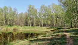 &quot;Сухой пруд&quot; в начале мая... / Легкая майская зелень, еще вода - в парке Кусково...