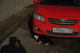 Кот+авто / из серии Красный-цвет Весны