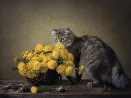 Игра в прятки / постановочное фото с кошкой Масяней и улитками