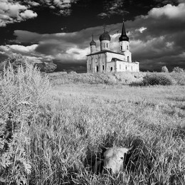 Теленок мелкий в траве лежит у церкви в Ивановском летом 2015 или 2016 / Теленок мелкий в траве лежит у церкви в Ивановском летом 2015 или 2016
