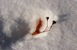 Элементарная частица / Февраль-2017,облетевшие семена на снегу. Скоро весна,скоро весна!
&quot;И все-таки жизнь не такая уж вещь пустяковая,когда в ней ничто не похоже на просто пустяк...&quot;
