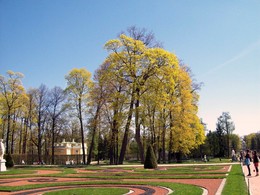 Липа цветёт / Царское село. Екатерининский парк