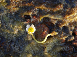 Элементарная частица / неизвестный цветок в прибрежной морской тине