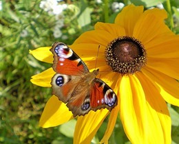 Бабочка на желтой ромашке / Бабочка &quot;ночной павлиний глаз&quot; расправила крылышки на желтой ромашке.