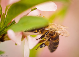 Медовые лапки / Пчелка и миндаль