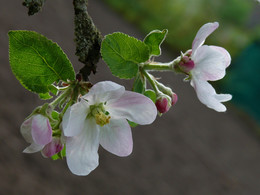 Яблоневый цвет / в саду весной