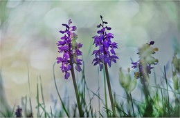 &nbsp; / Hoher Dörnberg , Naturschutzgebiet Nähe Kassel, sehr viel wilde Orchideen zu finden, Knabenkraut