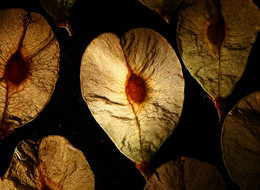Зародыш / Фотография из серии &quot;Leaf&quot;.