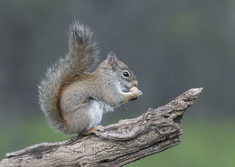 American red squirrel / эта малютка размером с бурундука, очень подвижна и не боится &quot;сражаться&quot; со своими большими собратьями)