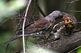 Забот полон рот / Дрозд рябинник и слёток