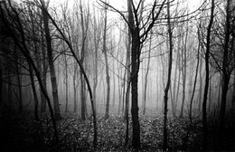 Мохнатый туман / Снимок сделан в Кишинёве, 80-е гг 20 в.