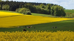 на лугу пасутся ко.. / захотелось чего-то яркого, позитивного..
типичный немецкий пейзаж с цветущим рапсом