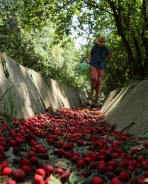 Красная тропа. / Алматы, Казахстан.