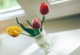 Tulips on the window / Тюльпаны на окне