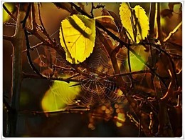 The Whisper Of The Leaves / Осенний лес
