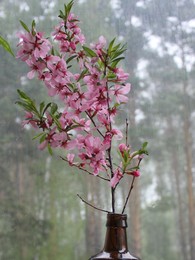 Веточка цветущего миндаля. / Веточка расцветшего миндаля в склянке тёмного стекла на фоне снегопада за окном.Расширение номенклатуры цветущих декоративных растений территории происходит параллельно с видоизменением архитектурным обжитых мест, вместе с этим происходит и постепенное изменение климата в сторону умягчения. Скорость изменения первых двух показателей определяет укрепляющее воздействие на жизненноутверждающие показатели территорий засчёт оптимизации скорости изменения климата. Этим были обусловлены функции торможения некоторых процессов развития в науке и технологиях взятые на себя христианской церковью в средневековье.