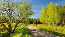 дорога в лес / весна, май, за деревней