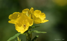 Лето. / Осли́нник, или Эноте́ра (лат. Oenothéra) — род растений семейства Кипрейные