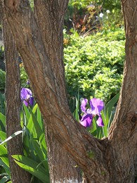Ирис и дерево. / Ирисы зацвели, цветник на котором цветы между деревьев. Фиолетовый ирис спрятался за ствол дерева.