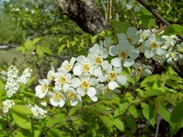 Черёмуха цветёт / Черёмуха цветёт