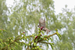 Воробей / воробей