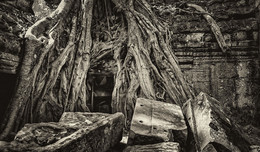 Корни и камни / Ангкор Ват, Камбоджа