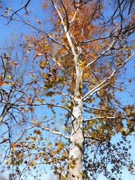 &nbsp; / Осеннее дерево...