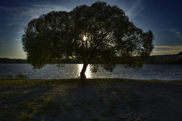 В тени ветвей / Отдельное дерево в вечернем свете