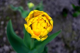 желтый тюльпан / желтый тюльпан