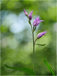 Wilde Orchidee / Rotes Waldvögelein, sehr seltene Erscheinung