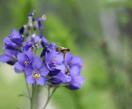 Муки выбора / Пчелка перед соцветием синюхи