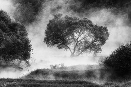Дерево красивое в тумане утреннем на берегу реки в Барское-Мелечкино летом 2007 / Дерево красивое в тумане утреннем на берегу реки в Барское-Мелечкино летом 2007