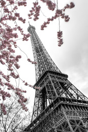 Весна в Париже / Эйфелева башня в обрамлении цветущей сакуры