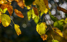 Осень / Осенние листья