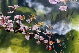 Веточка / цветок и отражение в бассейне