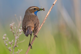 "Кормящая ...." / "варакушка" в поисках питания для детей