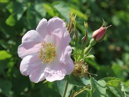 Бледно-розовый цветок шиповника. / Шиповник в этом году зацвёл пышно и разом!