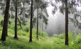 По дорожке в дождливый туман / Теплыми июньскими дорогами по склонам гор
