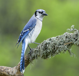 Blue Jay / bird
